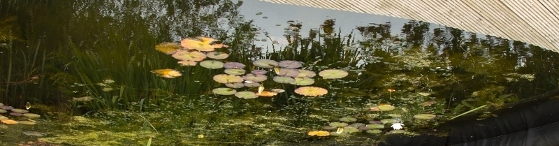 Greencare Landscaping LCC-Pond Construction-in-Dubai